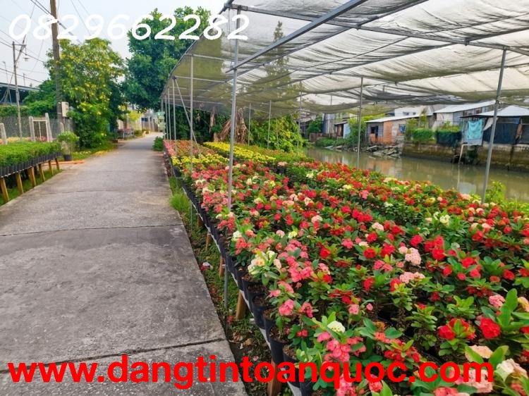 Đất nền SA ĐÉC Đồng Tháp - Phạm Hồng Thái. 308m2, Sổ Hồng, hướng Tây Nam, giá 2 tỷ.