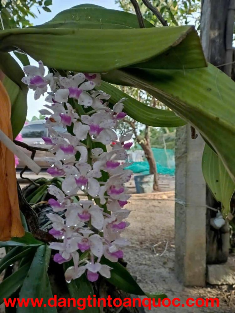 NHÀ VƯỜN ĐẸP – GIÁ TỐT –CHÍNH CHỦ CẦN BÁN NHÀ VƯỜN Đường Võ Văn Tần,Tân Hải, TX. La Gi,  Bình Thuận