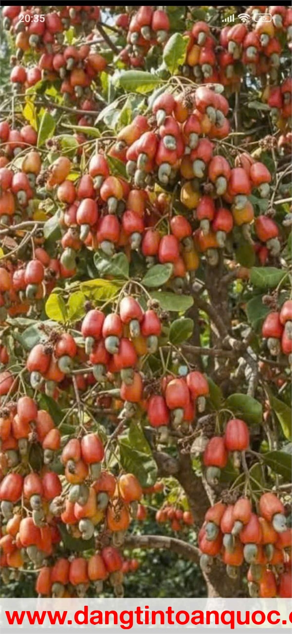 ĐẤT ĐẸP – GIÁ TỐT – CHÍNH CHỦ BÁN ĐẤT TẠI Bon Điêng Đu, xã Quảng Tân, Tuy Đức, Đắk Nông