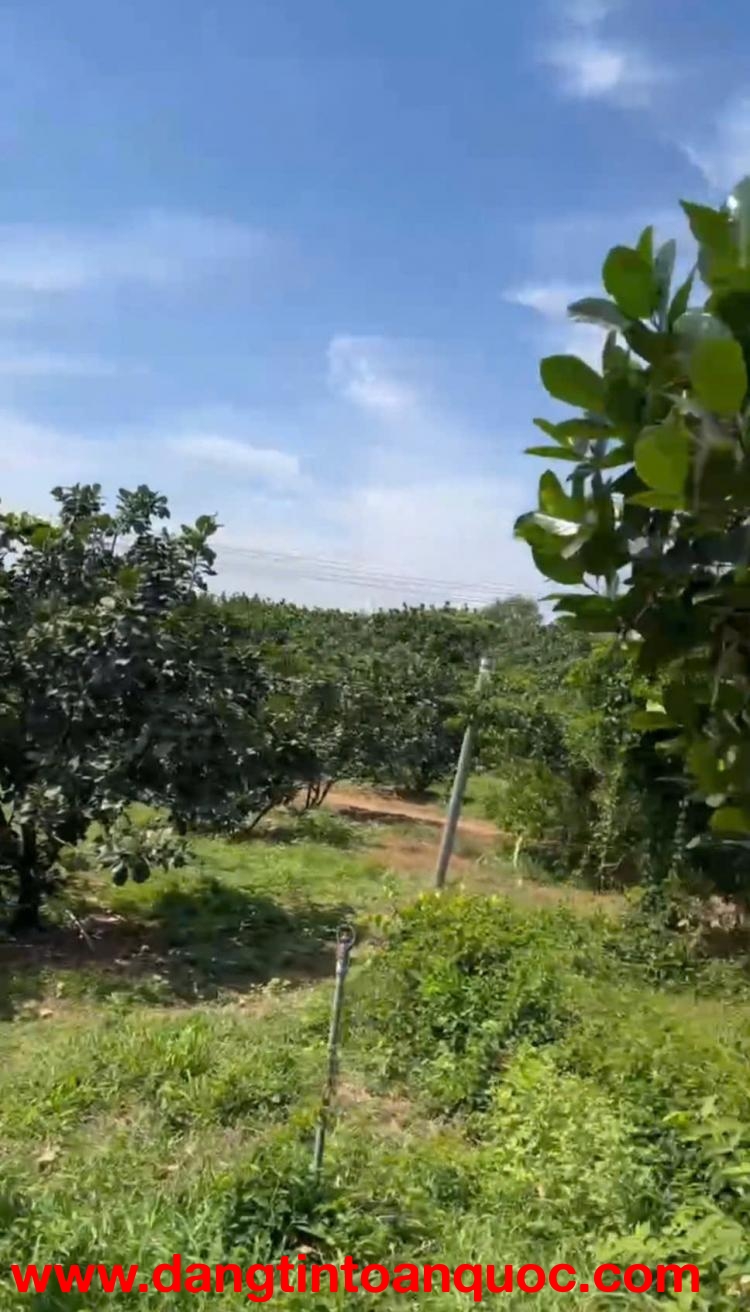 BÁN GẤP ĐẤT VƯỜN VIEW SÔNG ĐỒNG NAI – DIỆN TÍCH LỚN, GIÁ TỐT ĐẦU TƯ