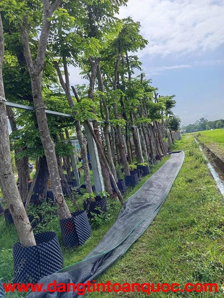 NHÀ VƯỜN LINH CÂY XANH CHUYÊN CUNG CẤP & TRỒNG CÂY BÓNG MÁT