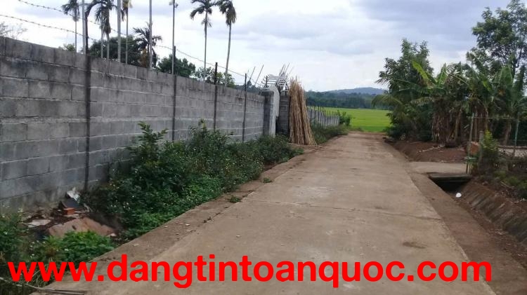 BÁN ĐẤT NHÀ VƯỜN EA KAO - Hơn 4500m2 - Có thổ cư - Hồ cá - View cánh đồng - Làm nhà vườn cực đẹp