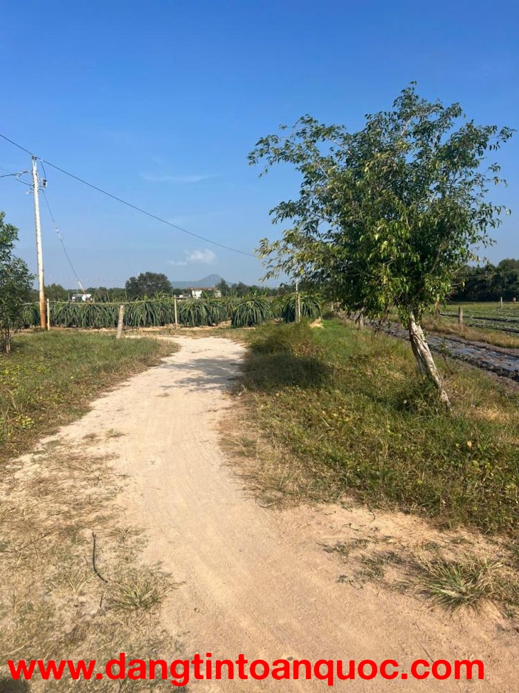 Bán 2.46 ha đất thổ cư Tân Bình, LaGi cách Biển 2km giá ngộp 600tr/ sào