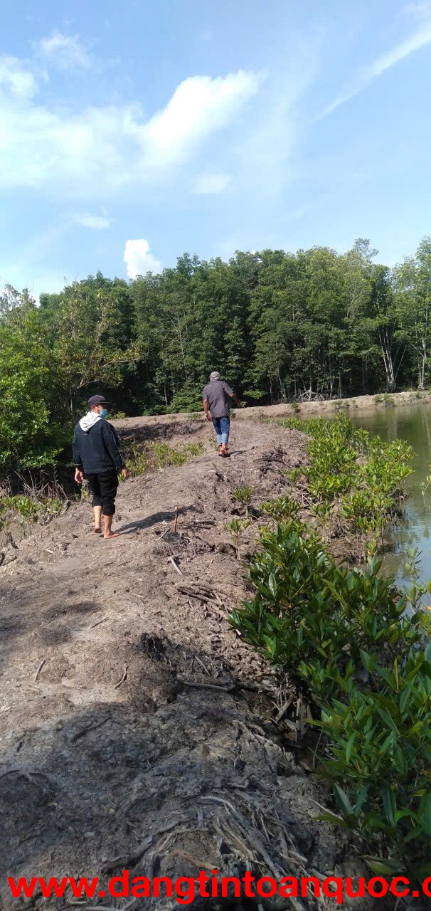 CHÍNH CHỦ CẦN BÁN ĐẦM NUÔI TÔM DIỆN TÍCH LỚN – THẠNH AN, CẦN GIỜ, TP.HCM