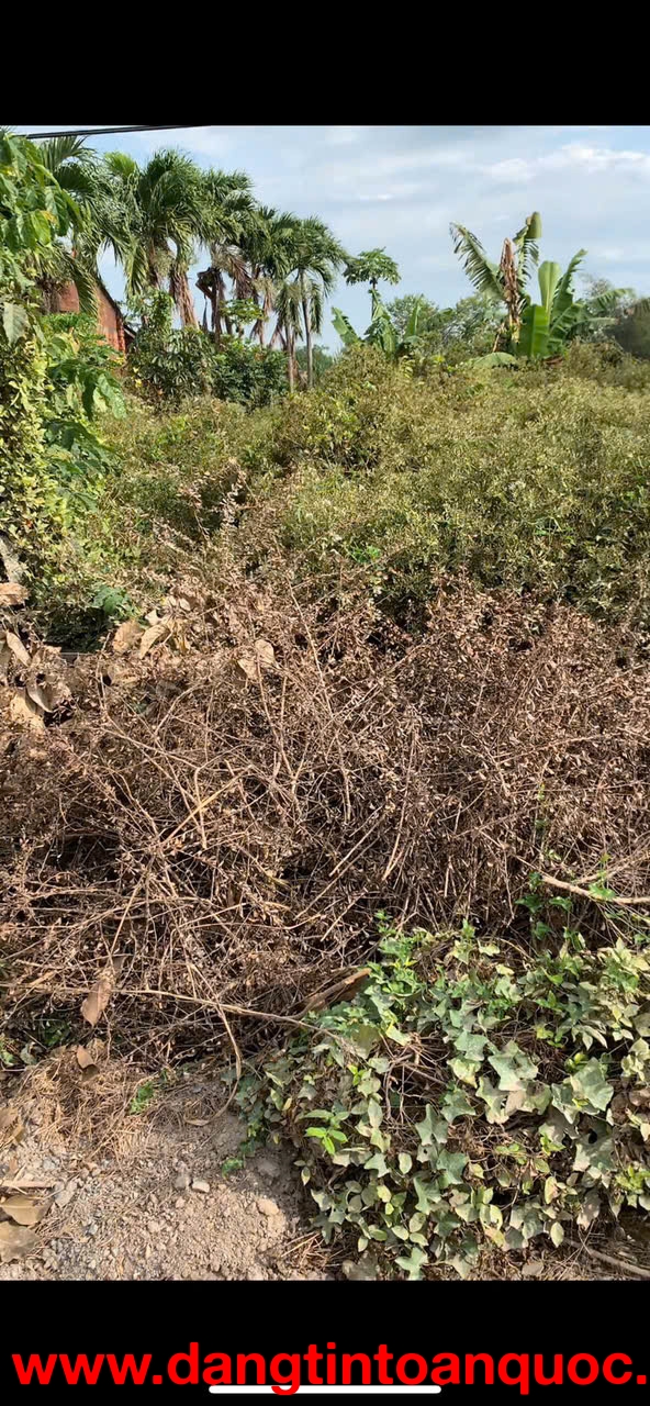 BÁN ĐẤT CHÍNH CHỦ – SỔ HỒNG RIÊNG – ĐỨC HÒA, LONG AN