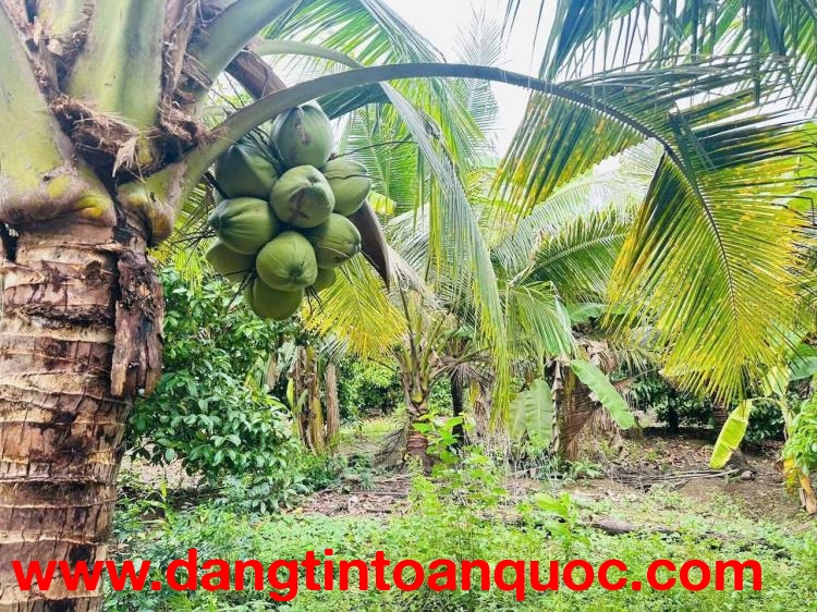 CẦN BÁN ĐẤT VƯỜN GIÁ TỐT – TÍCH THIỆN, TRÀ ÔN, VĨNH LONG