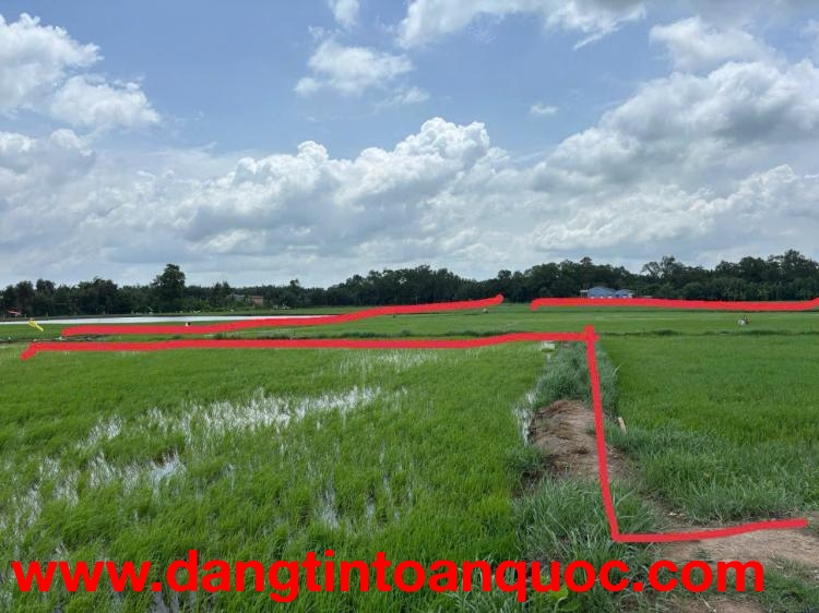 Cần Bán 3 miếng đất ruộng  liền kề ven sông tại ấp 3, xã Tân Phước Tây, huyện Tân Trụ, Long An.