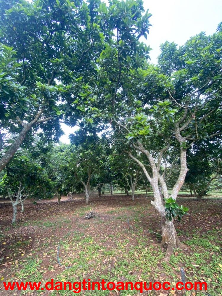 CHỈ 750TR SỞ HỮU NGAY 500M2 ĐẤT CHÍNH CHỦ MẶT TIỀN OTO TRÁNH TẠI BẢO VINH-LONG KHÁNH