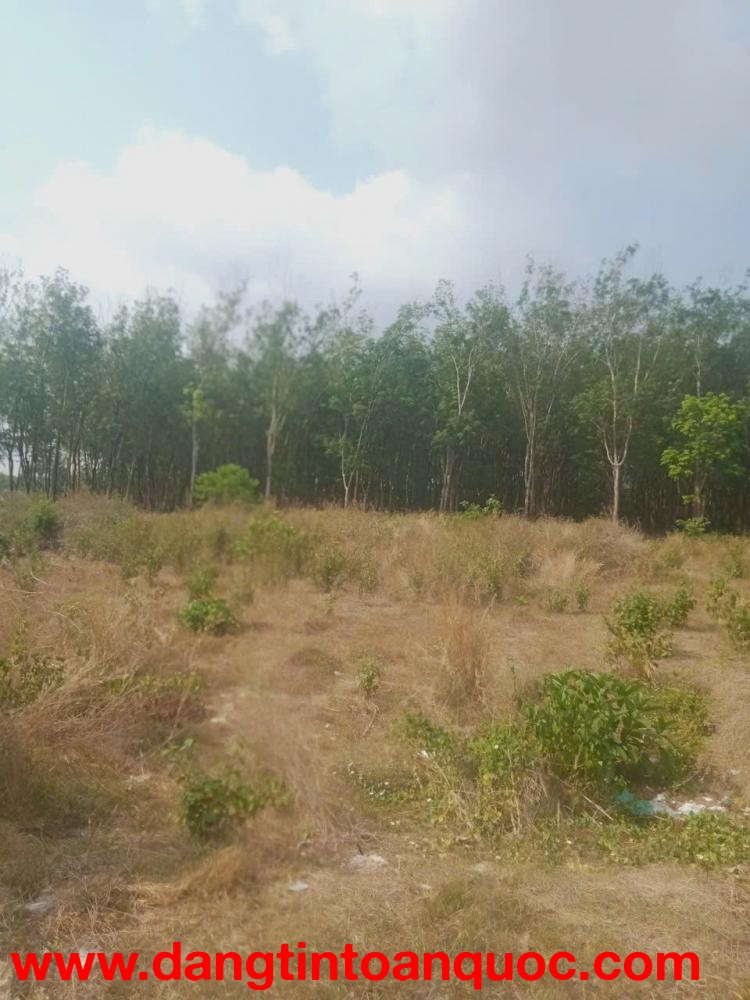 ĐẤT ĐẸP GIÁ TỐT – CHÍNH CHỦ CẦN BÁN 3 LÔ ĐẤT Liền Kề Thôn 7, Xã Long Bình, H. Phú Riềng, Bình Phước.