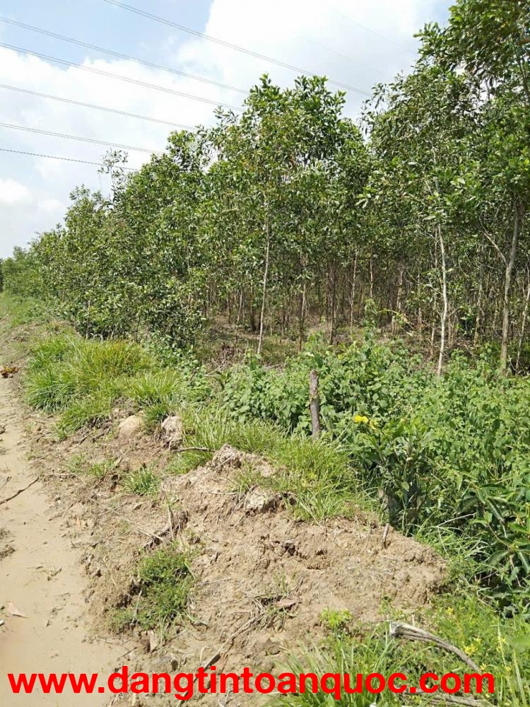 Bán Đất Nông Nghiệp Diện Tích Lớn Gần 10ha Tại Tân Lập – Hàm Thuận Nam