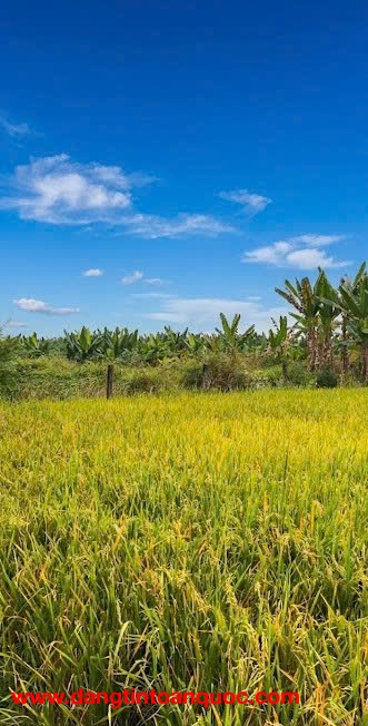 ĐẤT – KV CHÂU PHA PHÚ MỸ, GẦN KỀ KCN CHÂU ĐỨC