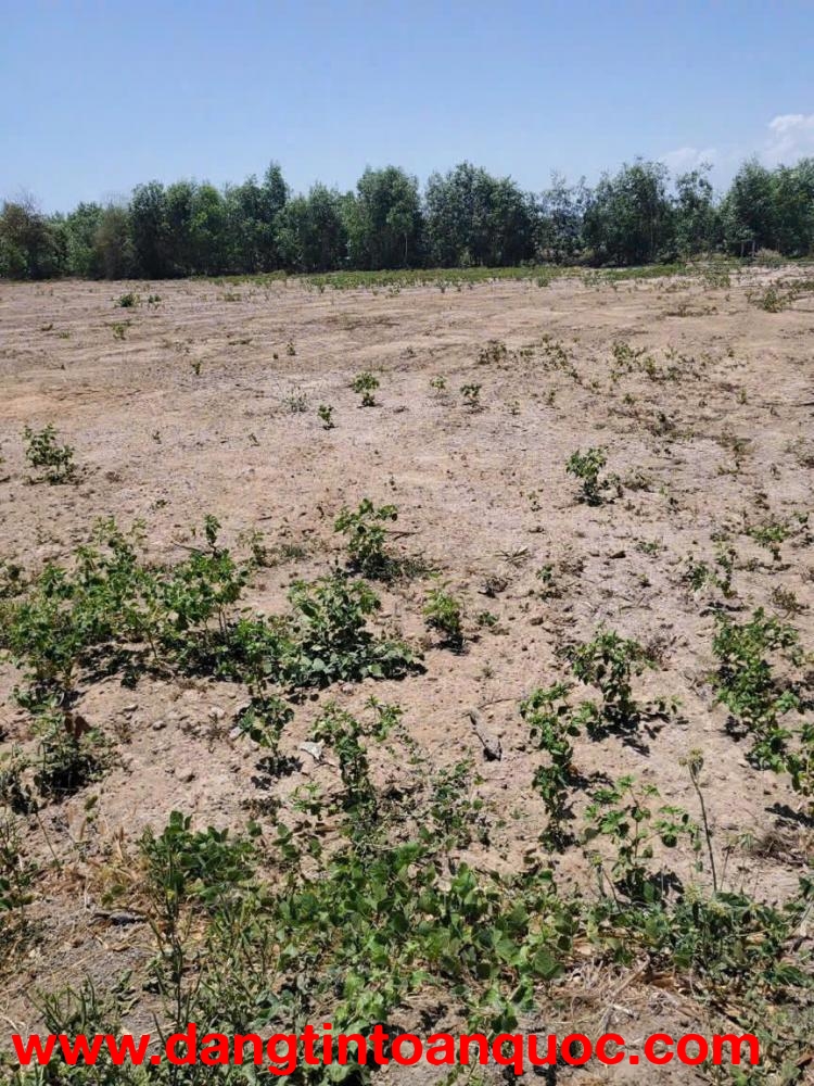 BÁN GẤP ĐẤT PHƯỚC LONG THỌ  – ĐẤT ĐỎ, BRVT