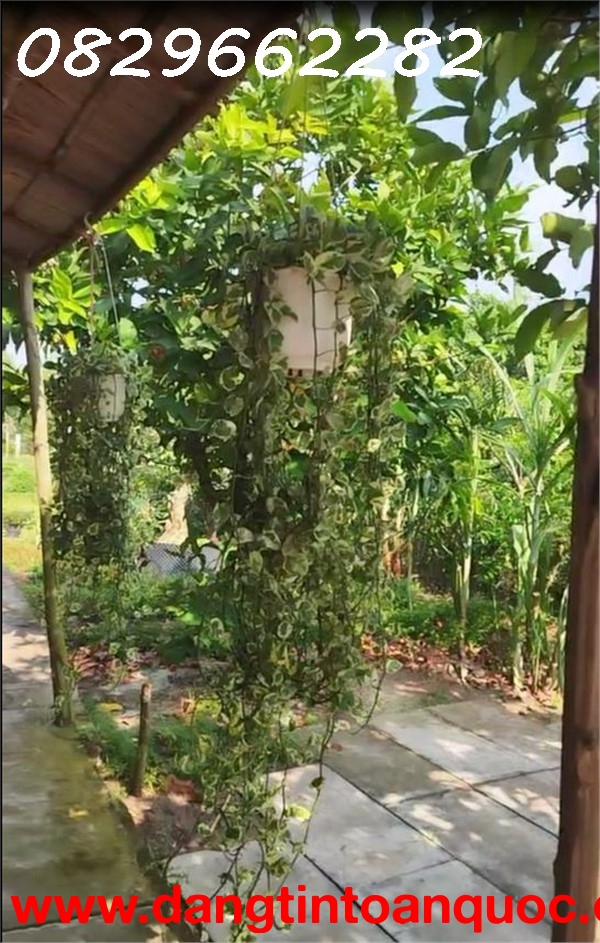 Bán Đất Có Thổ cư đường Nguyễn An Ninh Sa Đéc, 864m2 chỉ 2,5 tỷ