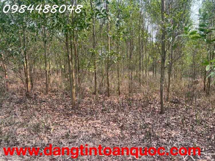 Bán đất vườn 8600m2 tại Xuân thành, Đồng Nai. Giá chỉ 3.2 tỷ. Lh: 0984488048