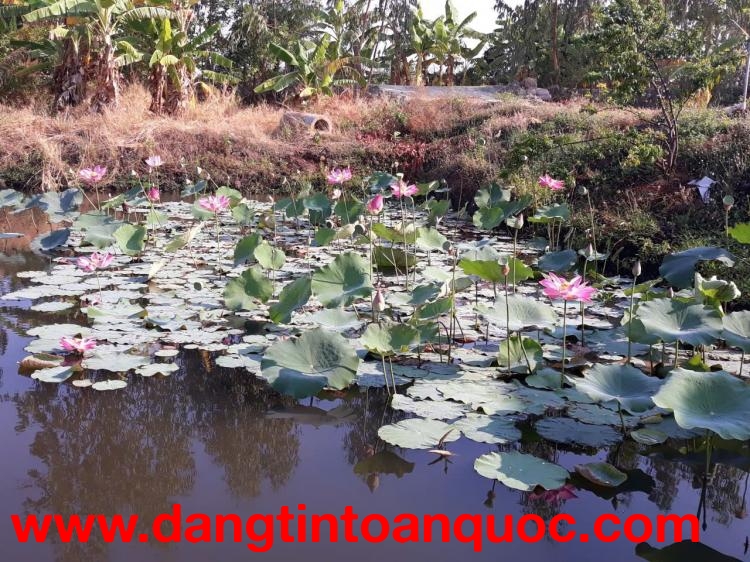 ĐẤT ĐẸP – GIÁ TỐT CẦN BÁN GẤP LÔ ĐẤT VỊ TRÍ ĐẮC ĐỊA TẠI Xã Phan Lâm. Bắc Bình, Bình Thuận