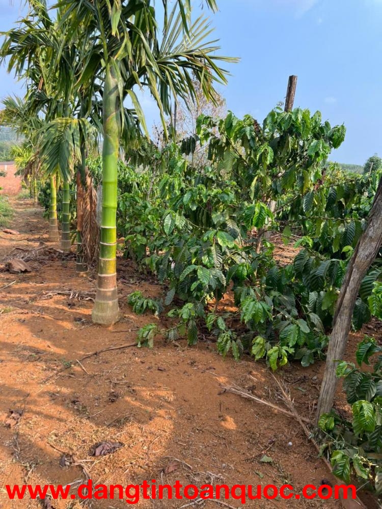 BÁN ĐẤT RẪY CAFE – DIỆN TÍCH LỚN, SẴN THU HOẠCH