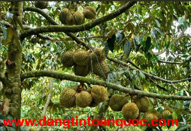 CHỦ NGỘP KO ĐÂU RẺ HƠN ĐẤT TRẢNG BÀNG 3 MẪU SẦU RIÊNG