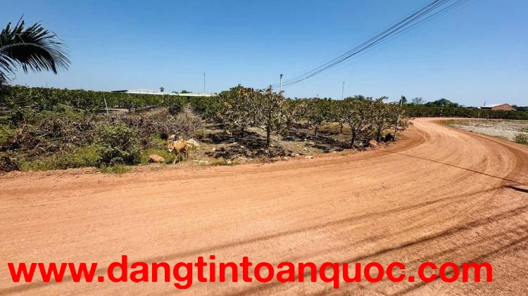 ĐẦU TƯ SINH LỜI - Chính Chủ Cần Bán Nhanh Lô Đất Tại xã Suối Đá, Huyện Dương Minh Châu, Tây Ninh.