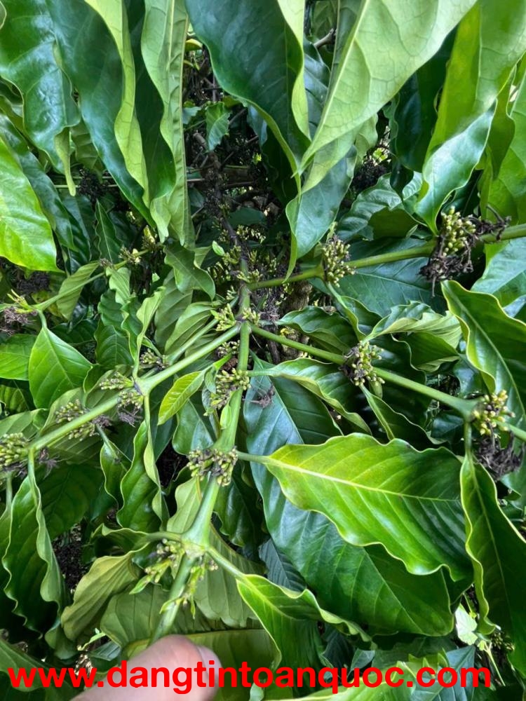 ĐẤT RẪY – GIÁ TỐT – CẦN BÁN GẤP – Quốc lộ 28 – Xã Đắk Sôr – Huyện Krông Nô – Đắk Nông