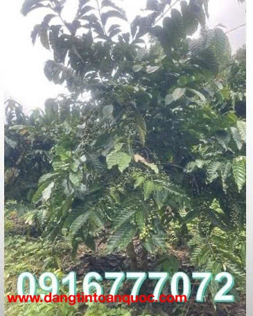 CẦN BÁN LÔ ĐẤT VƯỜN CÀ PHÊ GẦN ĐÀ LẠT - XÃ NAM BAN - LÂM HÀ - LÂM ĐỒNG