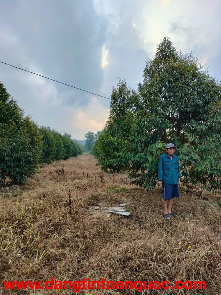 BÁN GẤP VƯỜN SẦU RIÊNG 10HA – ĐANG KHAI THÁC, CÓ THU NHẬP NGAY - Huyện Định Quán,Tỉnh Đồng Nai