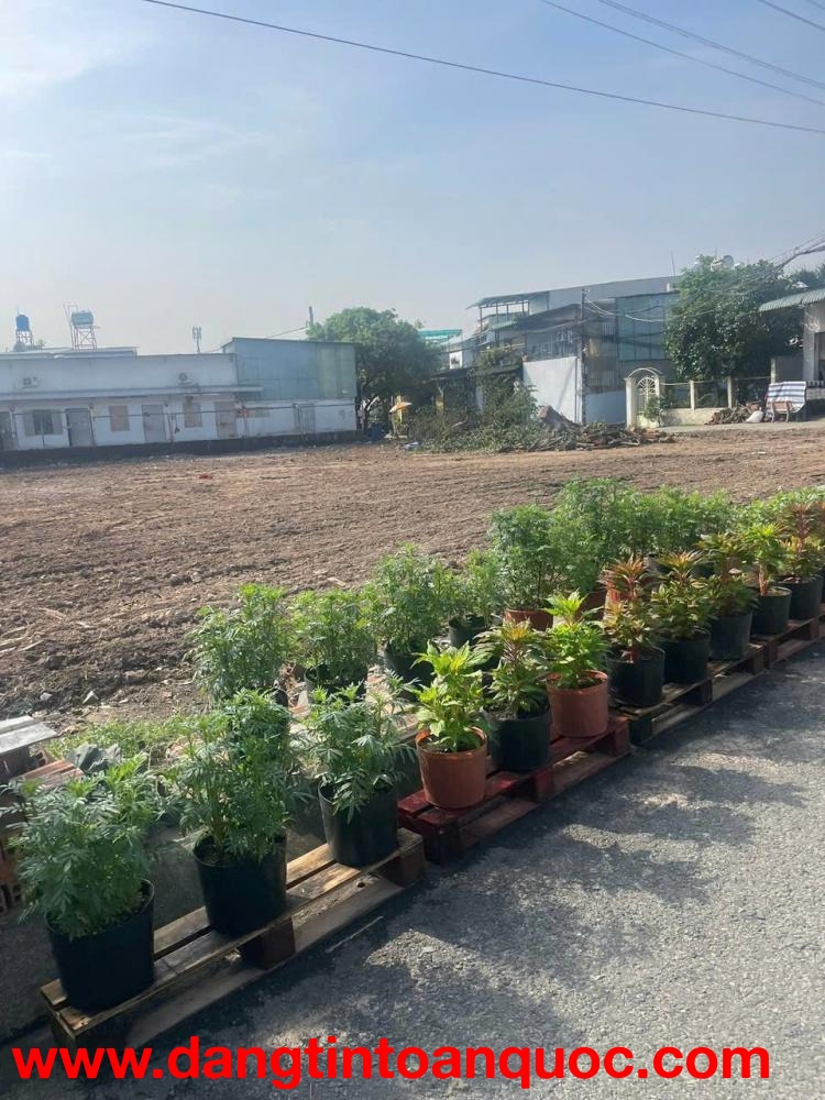 4 LÔ LIỀN KỀ ĐÔNG THẠNH – HXH THẠNH XUÂN 52 – SỔ RIÊNG TỪNG LÔ