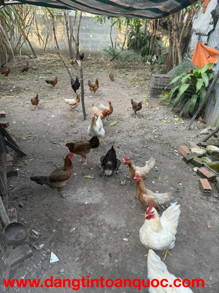 CHÍNH CHỦ CẦN BÁN GẤP LÔ ĐẤT ĐẸP – VỊ TRÍ TIỀM NĂNG CAO