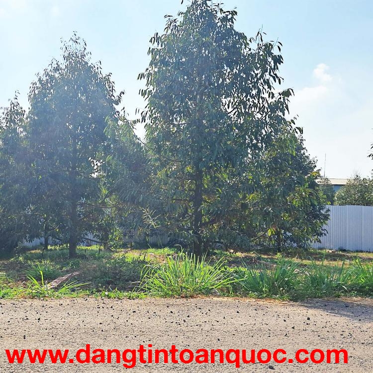 5x26 MT NHỰA LỚN  NGAY DT770B và KDC XUÂN TÂN, TP LONG KHÁNH. ĐN