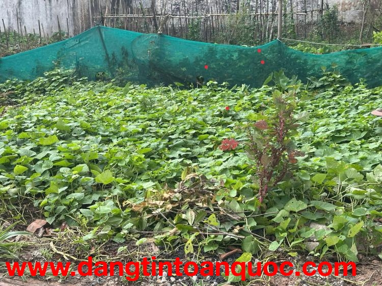 BÁN ĐẤT DƯƠNG QUANG GIA LÂM DT 45M2 GẦN Ô TÔ TRƯỜNG HỌC CÁC CẤP PHÂN KHÚC HỮU HẠN NHỈNH 2 TỶ