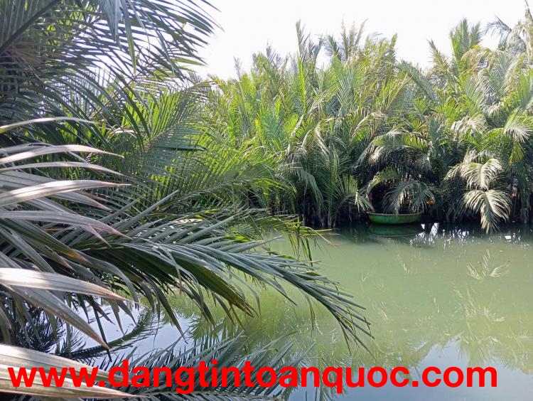 CHÍNH CHỦ CẦN BÁN ĐẤT RỪNG DỪA CẨM THANH – HỘI AN
