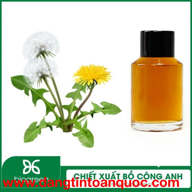 Chiết xuất Bồ công anh nguyên liệu mỹ phẩm thiên nhiên