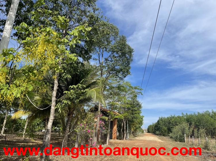 Bán 3 Hecta đất ONT Lô 2 Hùng Vương, Tân Tiến, Lagi gần Biển giá rẻ nhất