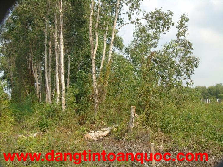 BÁN KHU TRANG TRẠI 5 NGÀN M2.TÂN THÔNG HỘI- CỦ CHI