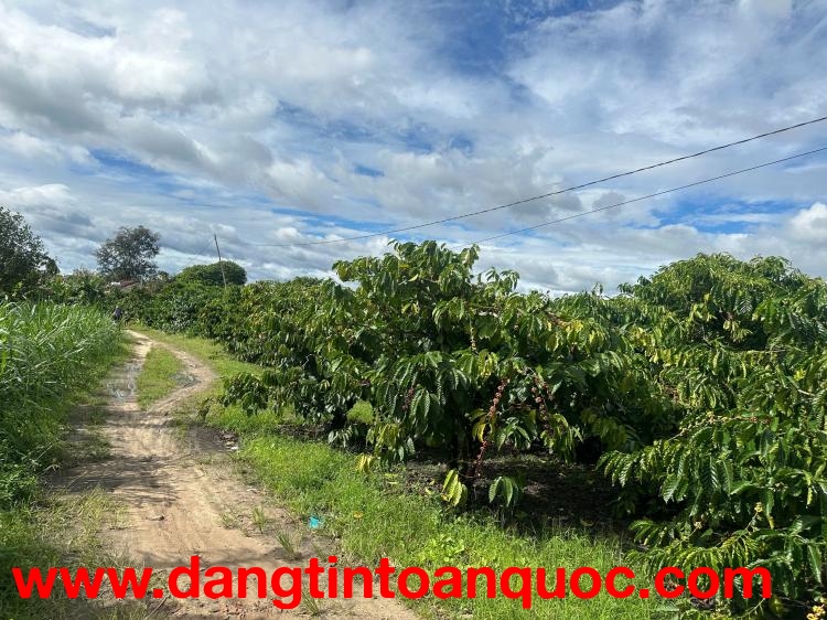 Đất nền full thổ cư - Diện tích lớn giá sụp hầm