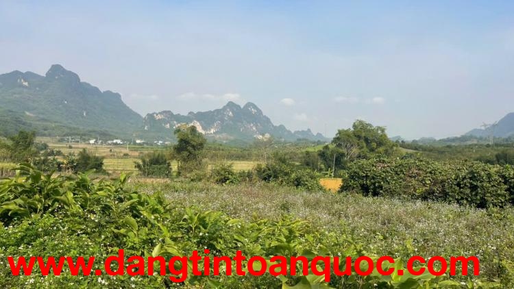 Đất Cao Phong Giá SỐC Chỉ Dưới 1 Triệu/m² Sở Hữu 6000m² View Cánh Đồng cách QL6 chưa đến 1km