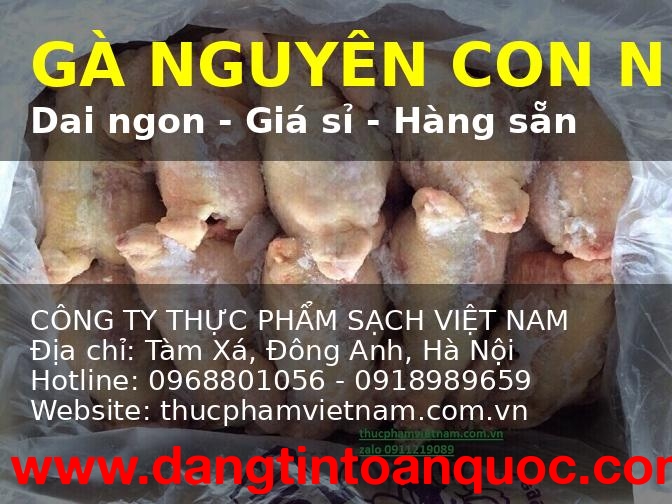 Gà nguyên con nhập khẩu – thịt dai ngon, không bở
